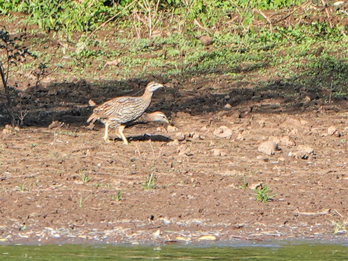 Double-spurred Spurfowl - ML420816221