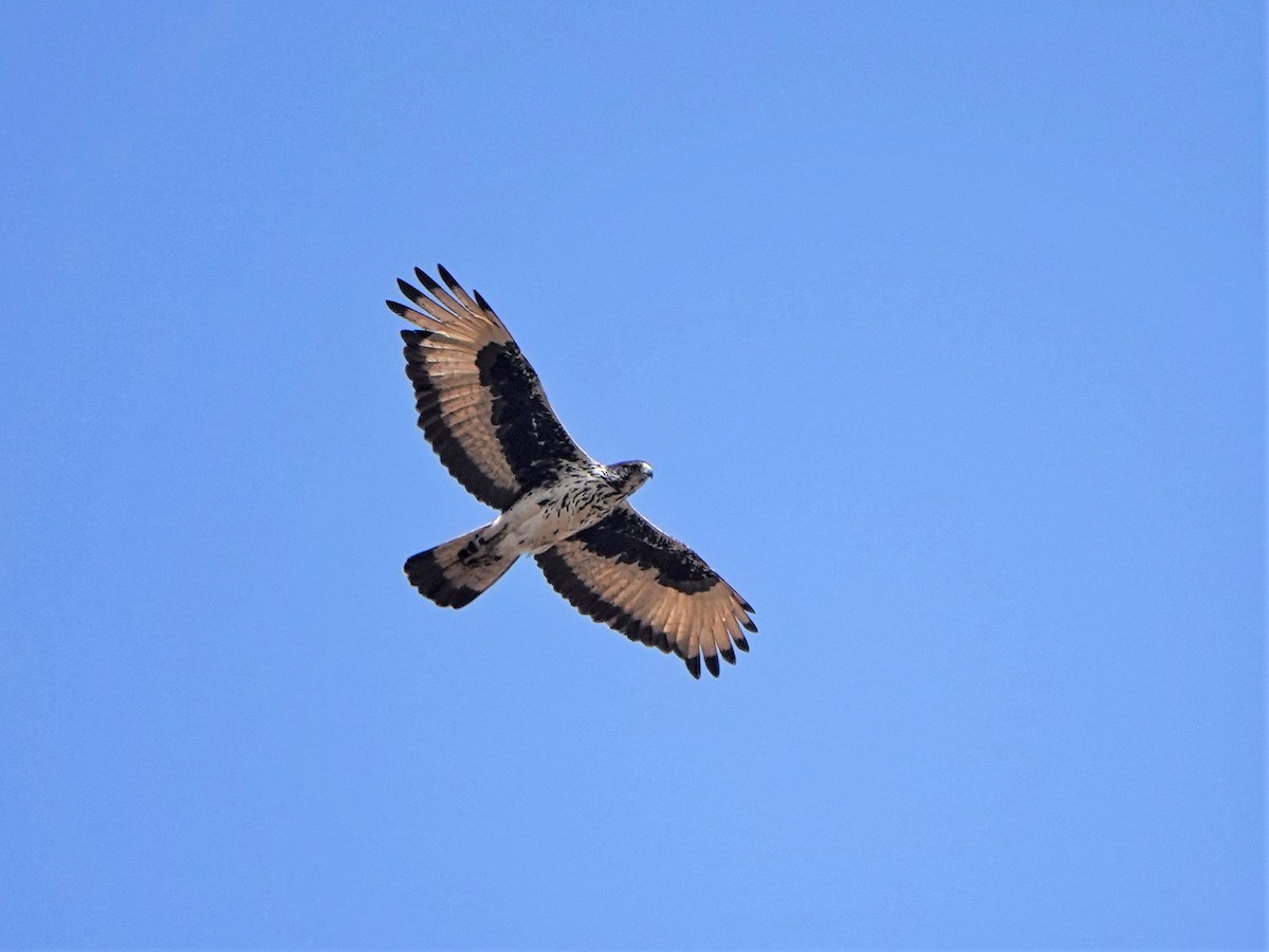 African Hawk-Eagle - ML420816711