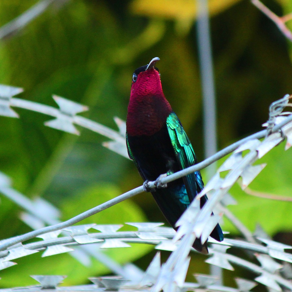 Purple-throated Carib - ML42081711