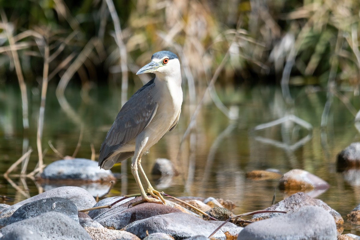 Black-crowned Night Heron - Forrest English