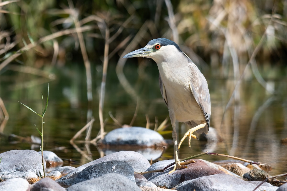 Black-crowned Night Heron - ML420817821