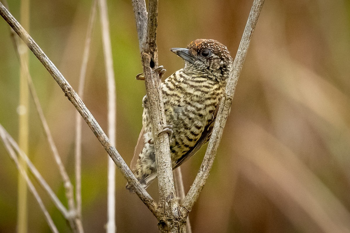 Lafresnaye's Piculet - ML420817871