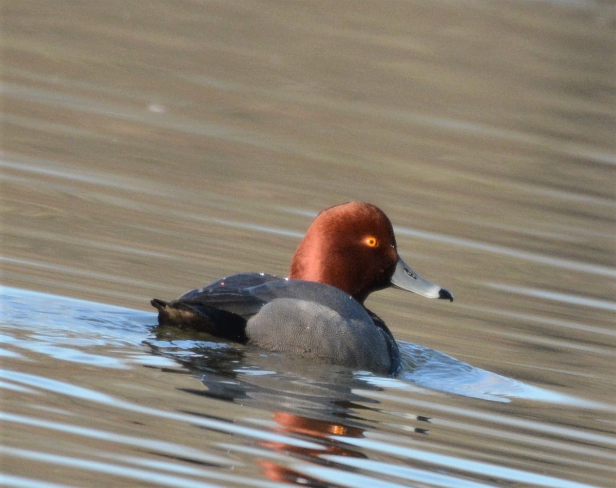 Redhead - ML420817991