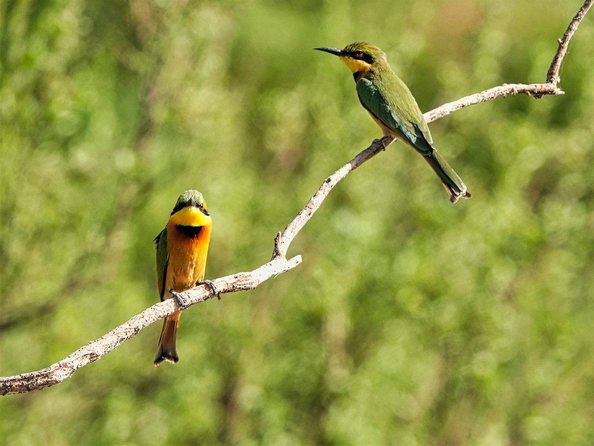 Little Bee-eater - ML420818251