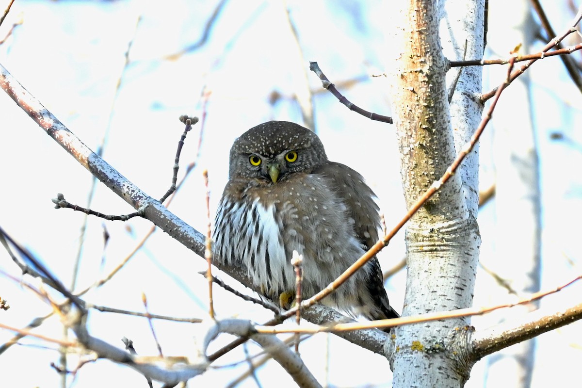 Northern Pygmy-Owl - ML420818411