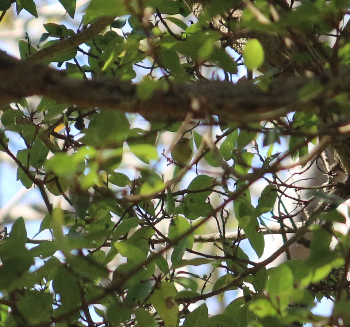 Mosquitero de Tickell - ML420819521