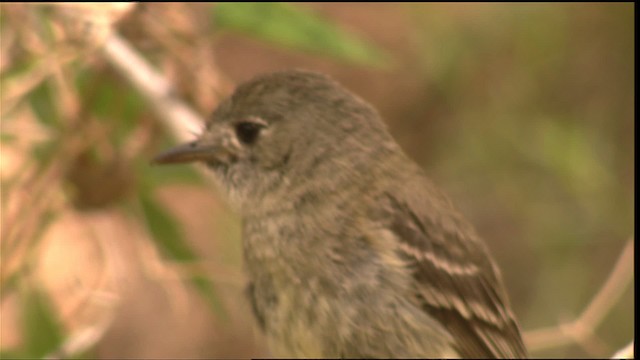 Dusky Flycatcher - ML420821