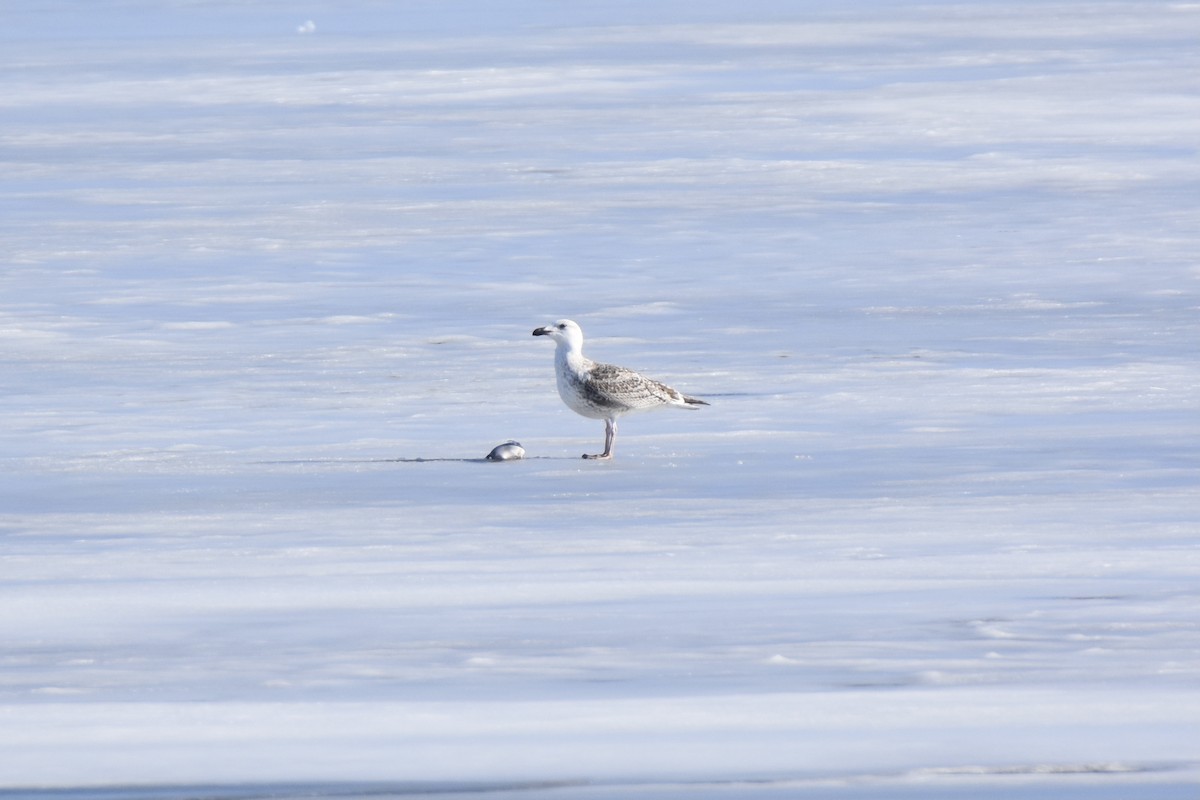 Great Black-backed Gull - ML420821971