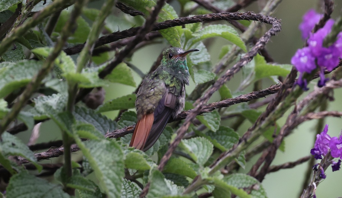 Rufous-tailed Hummingbird - ML420822541