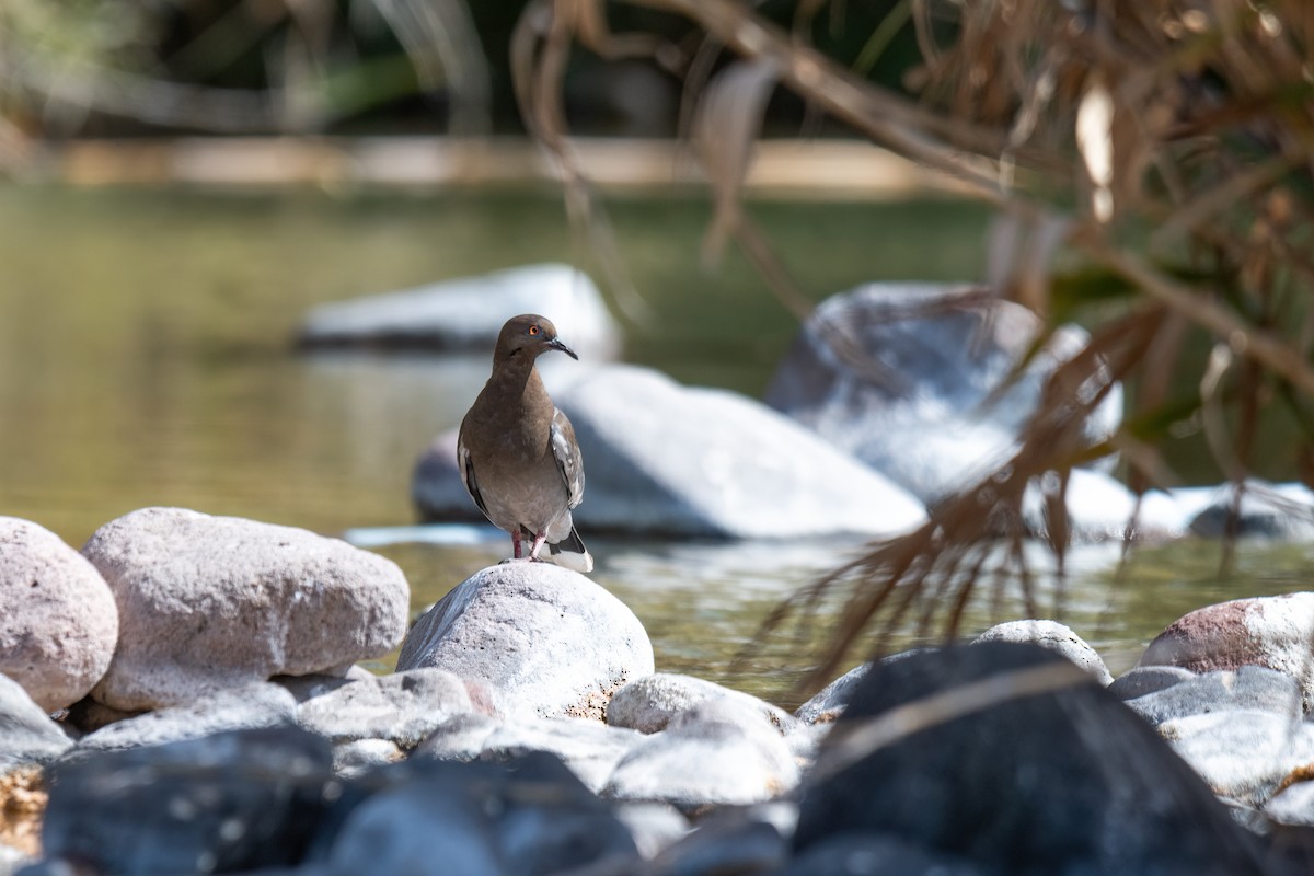 White-winged Dove - ML420822981