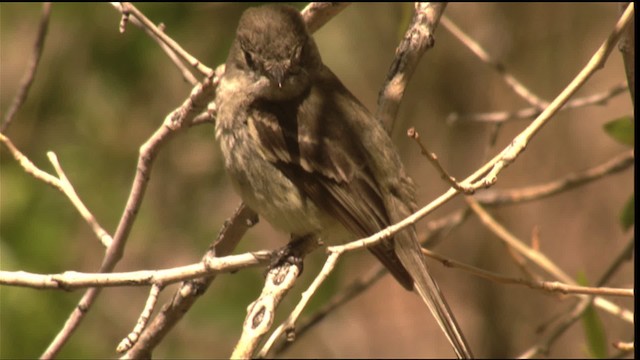 Dusky Flycatcher - ML420823