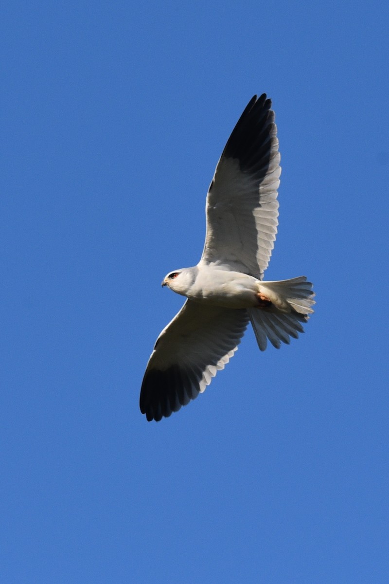 Black-winged Kite - ML420823191