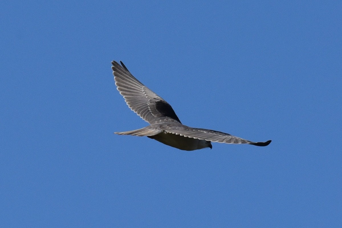 Black-winged Kite - ML420823211