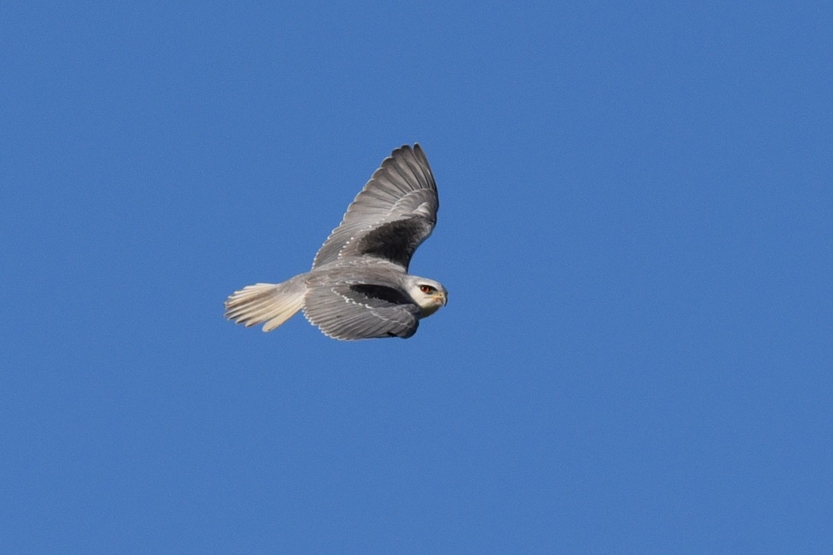 Black-winged Kite - ML420823271