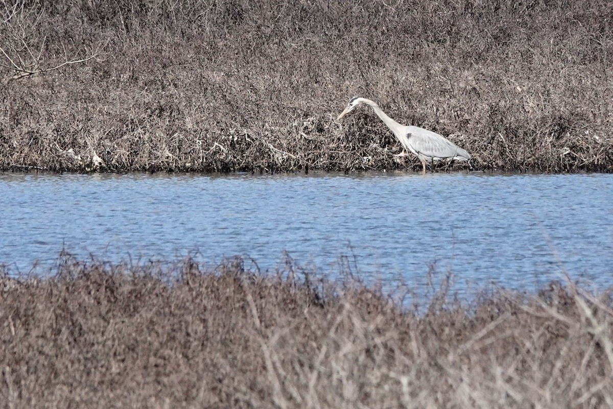 Great Blue Heron - ML420823301
