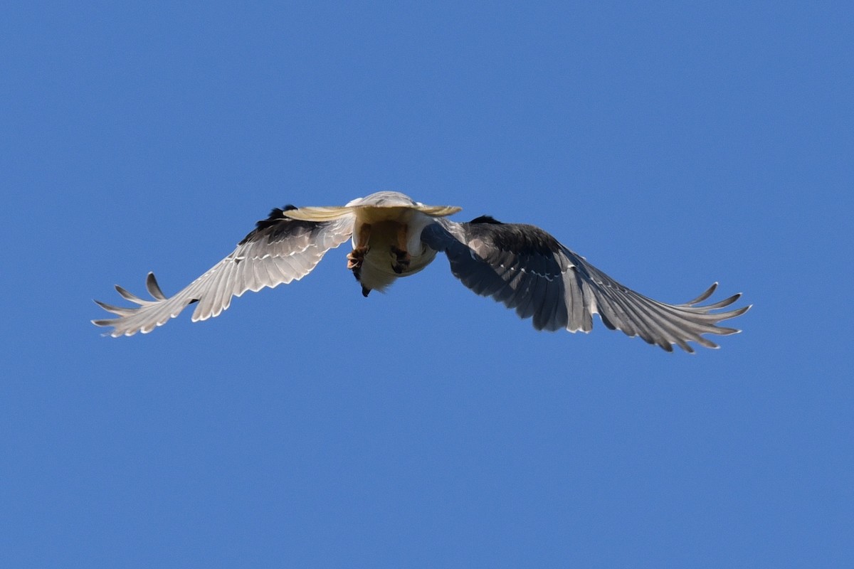 Black-winged Kite - ML420823411