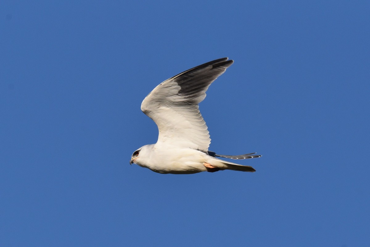 Black-winged Kite - ML420823461