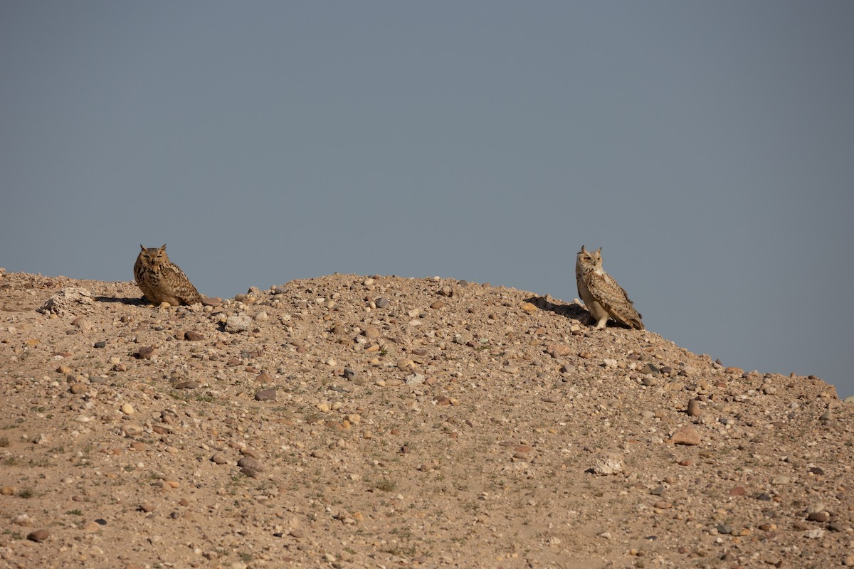 Pharaoh Eagle-Owl - ML420824701