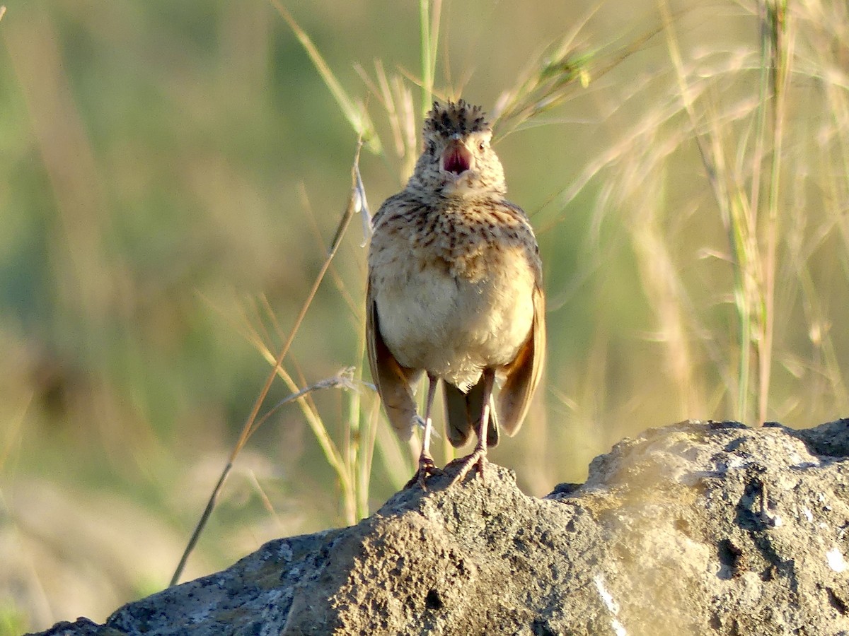 Rufous-naped Lark - ML420824761