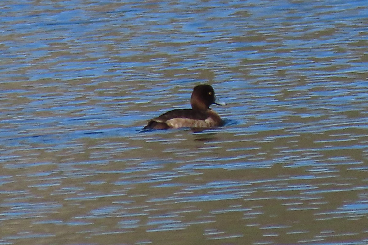 Tufted Duck - ML420825471