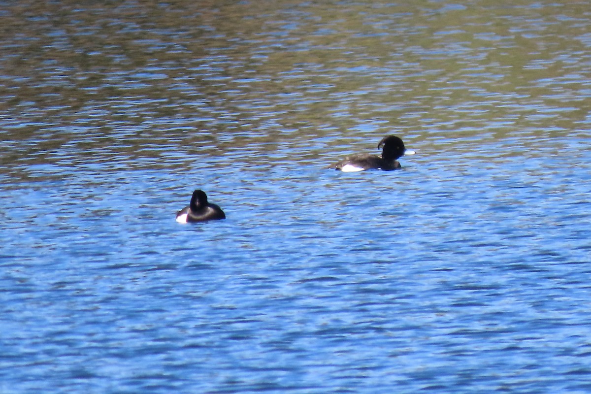Tufted Duck - ML420825481
