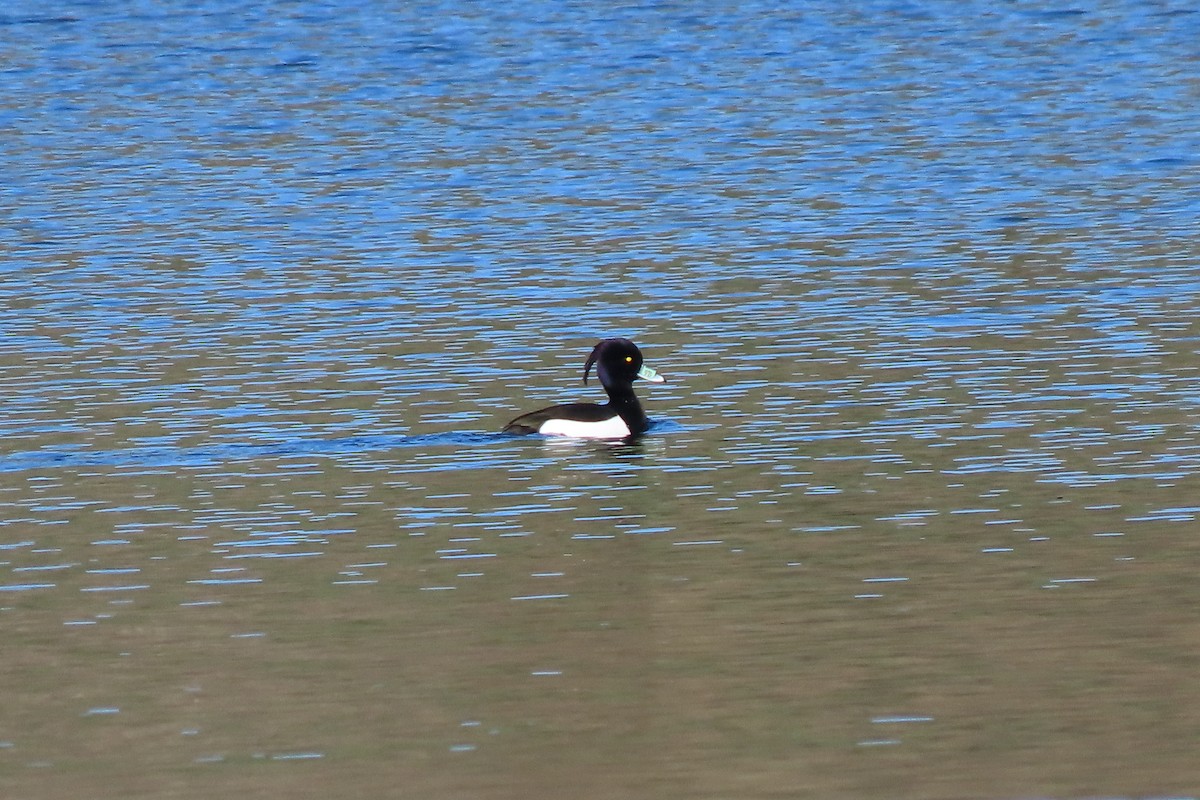 Tufted Duck - ML420825491