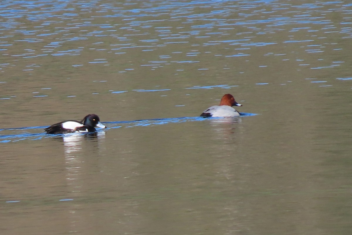 Common Pochard - ML420825981