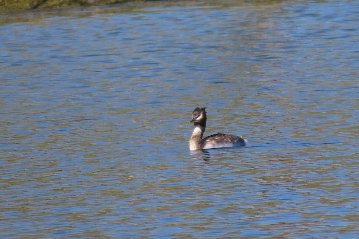 Great Crested Grebe - ML420826281