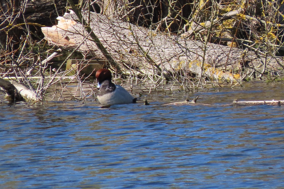 Common Pochard - ML420826671