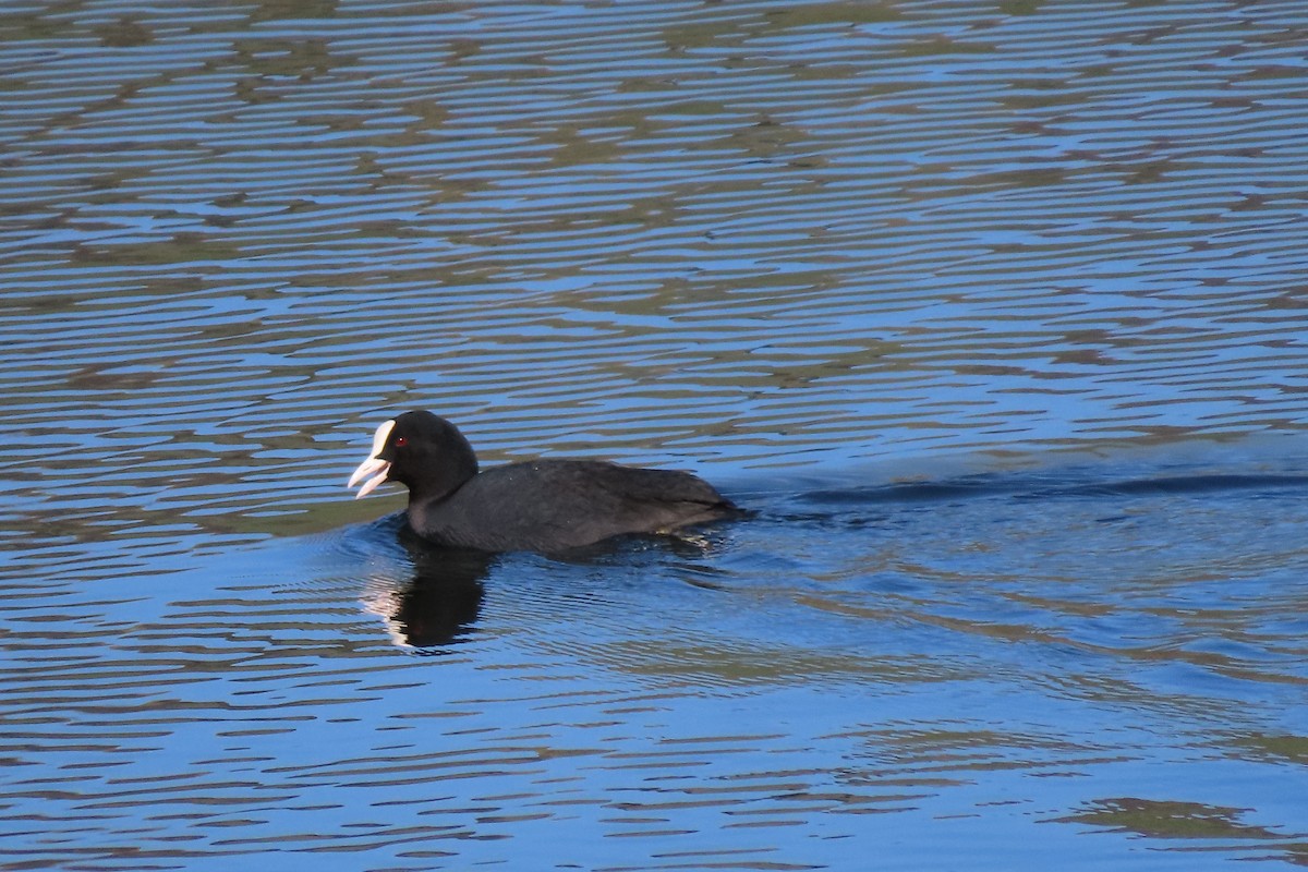 Eurasian Coot - ML420827051