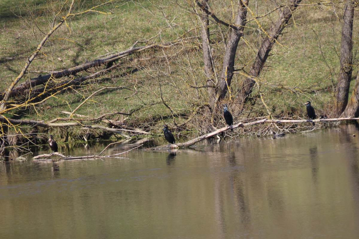 Great Cormorant - ML420827181