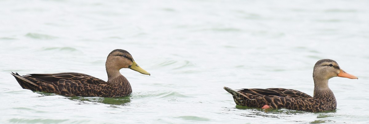 Mottled Duck - Steven Mlodinow