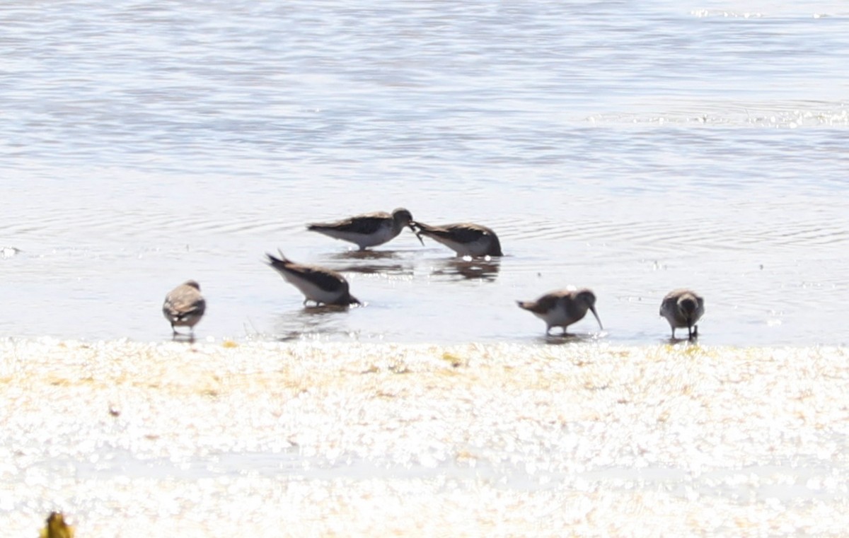 Dunlin - ML420830471