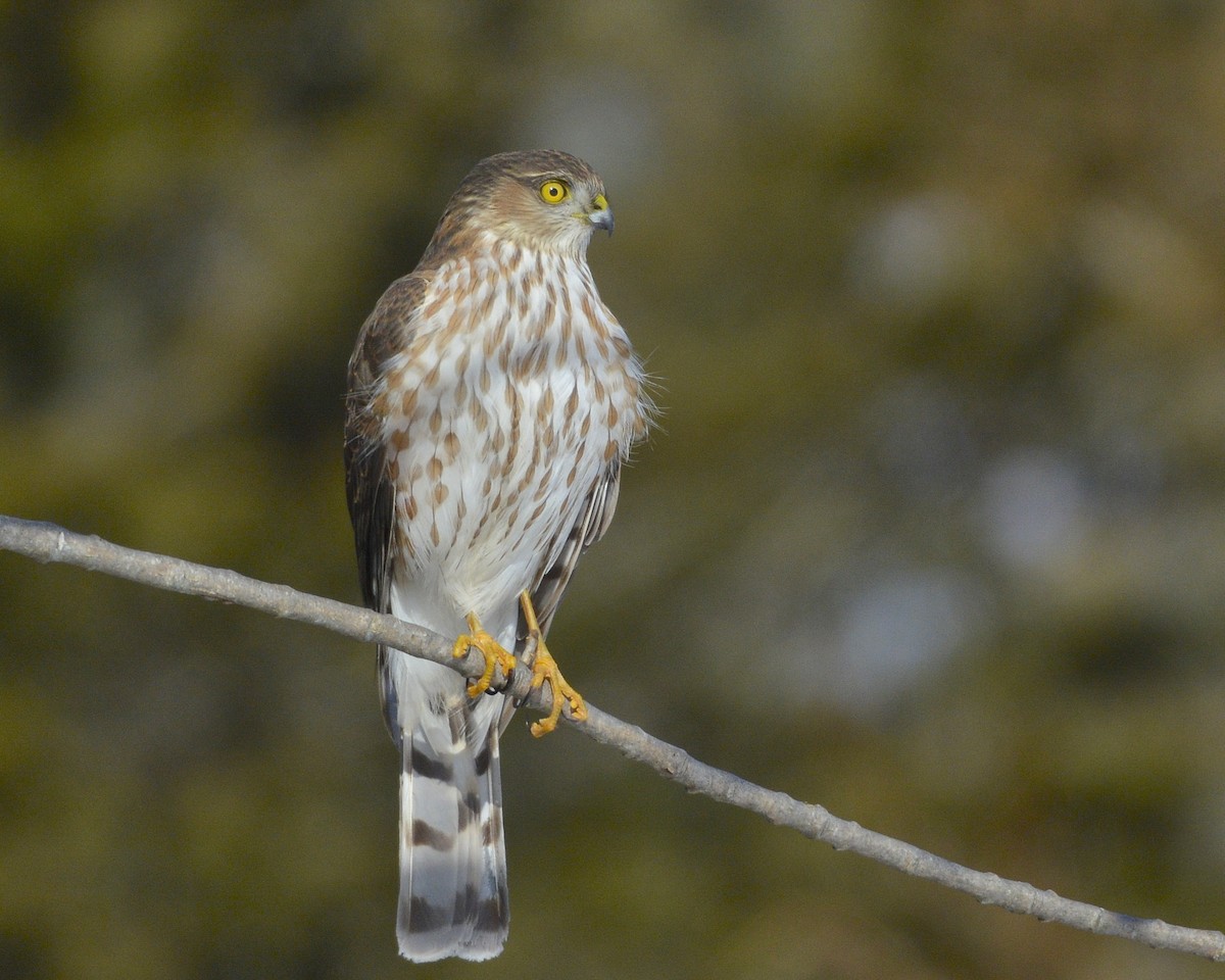 Sharp-shinned Hawk - ML420830761