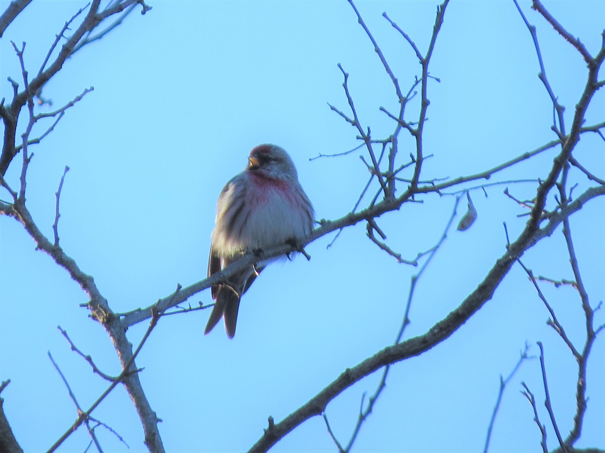 Common Redpoll - ML420833191