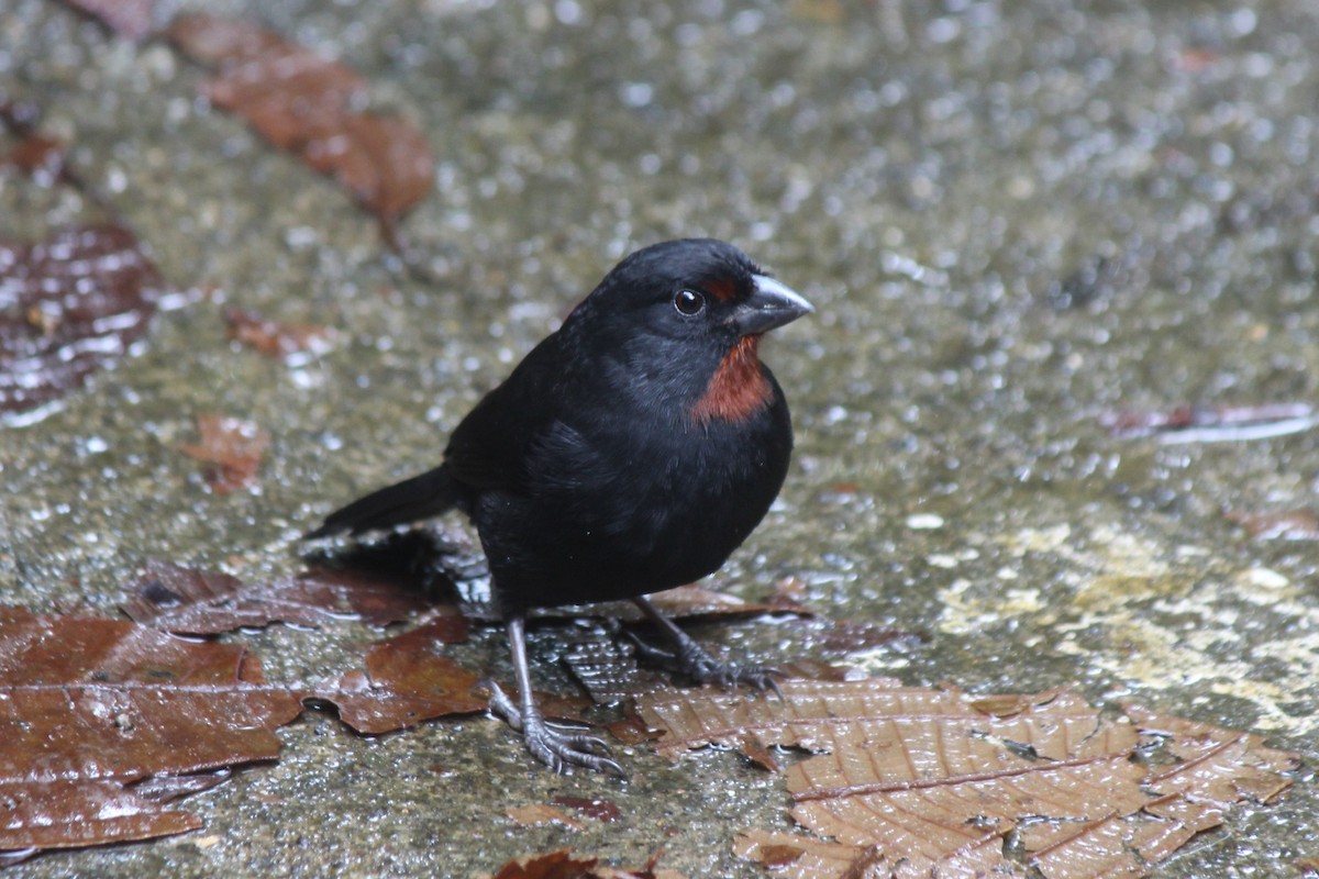 Lesser Antillean Bullfinch - Chuck Gates