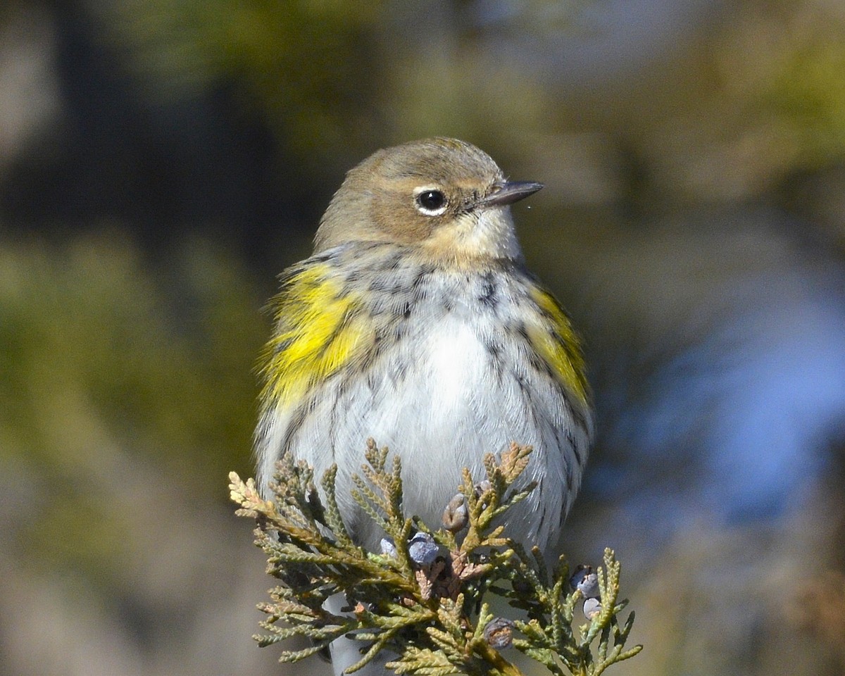 Yellow-rumped Warbler - ML420833631