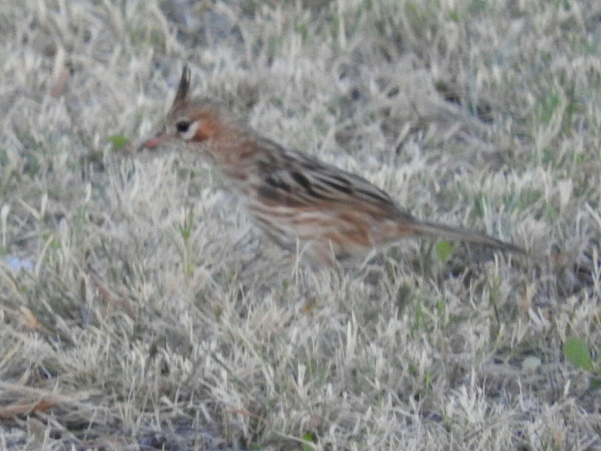 Lark-like Brushrunner - ML420834601