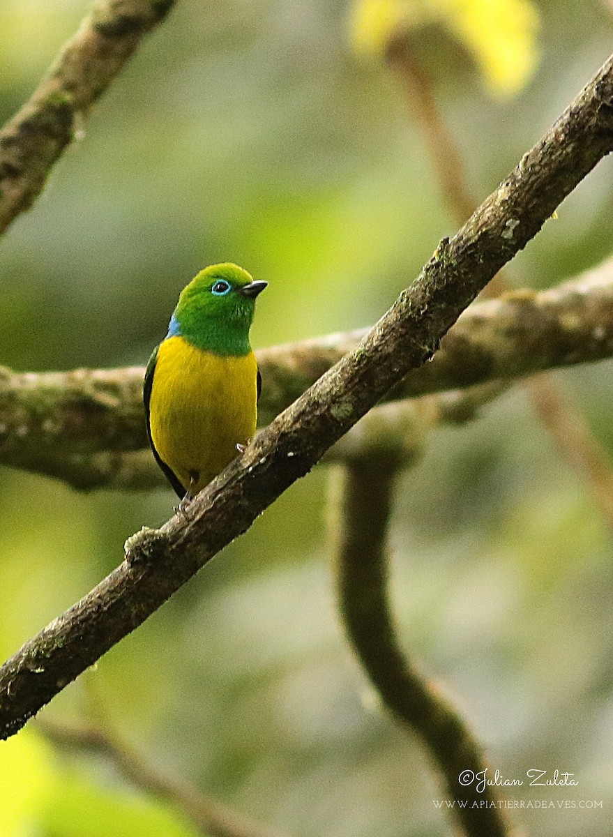 Blue-naped Chlorophonia - ML420834841