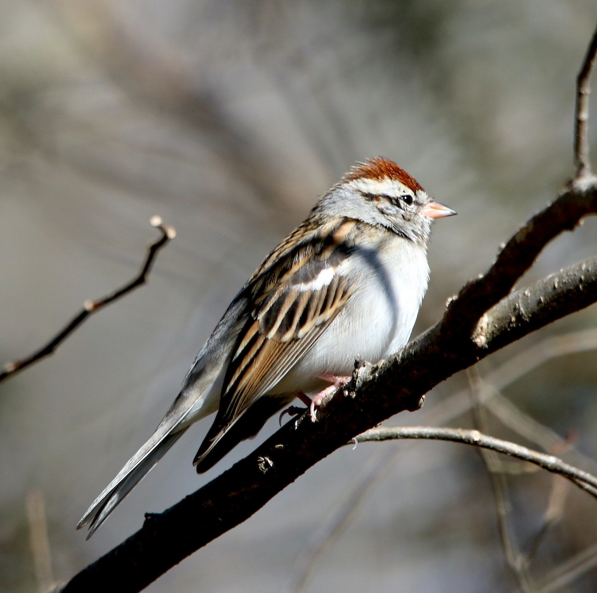 Chipping Sparrow - ML420835671
