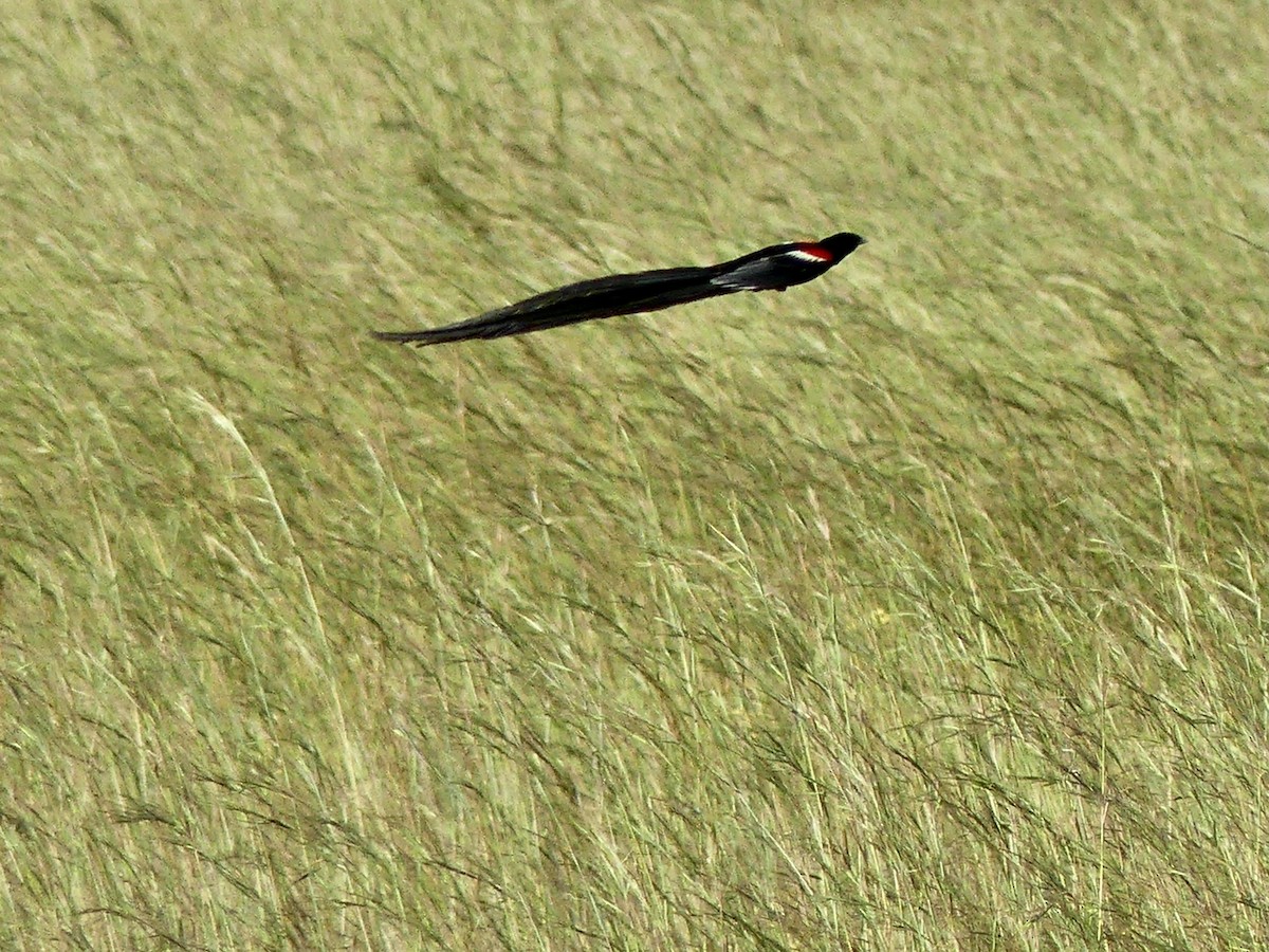 Long-tailed Widowbird - ML420835751