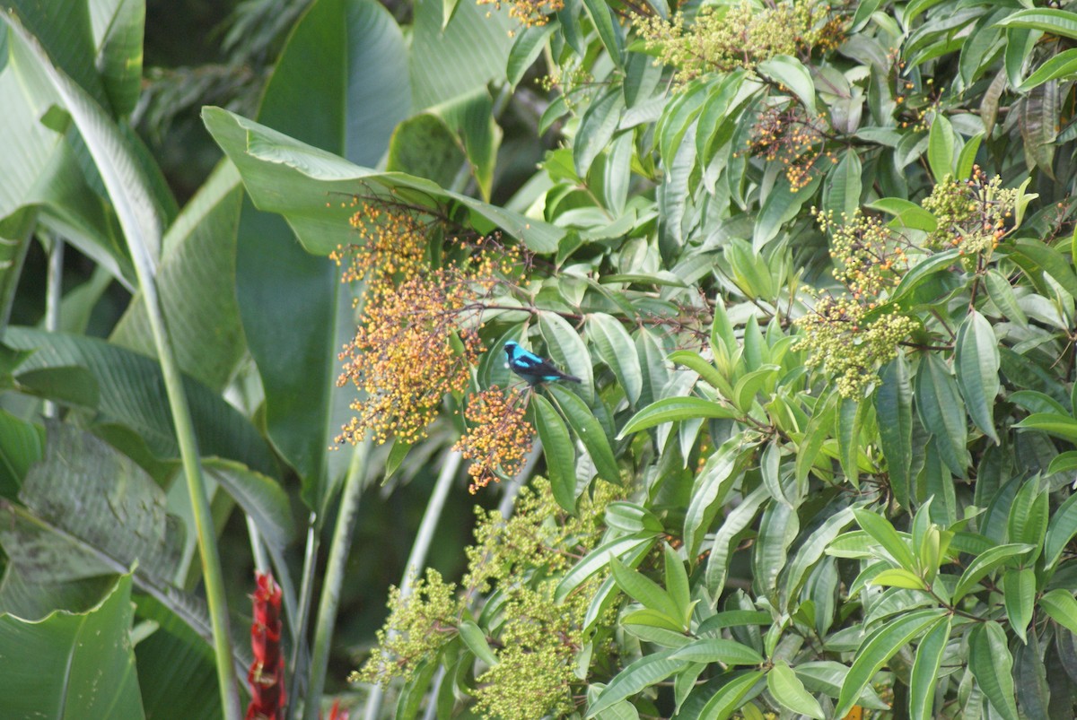 Scarlet-thighed Dacnis - ML42083621