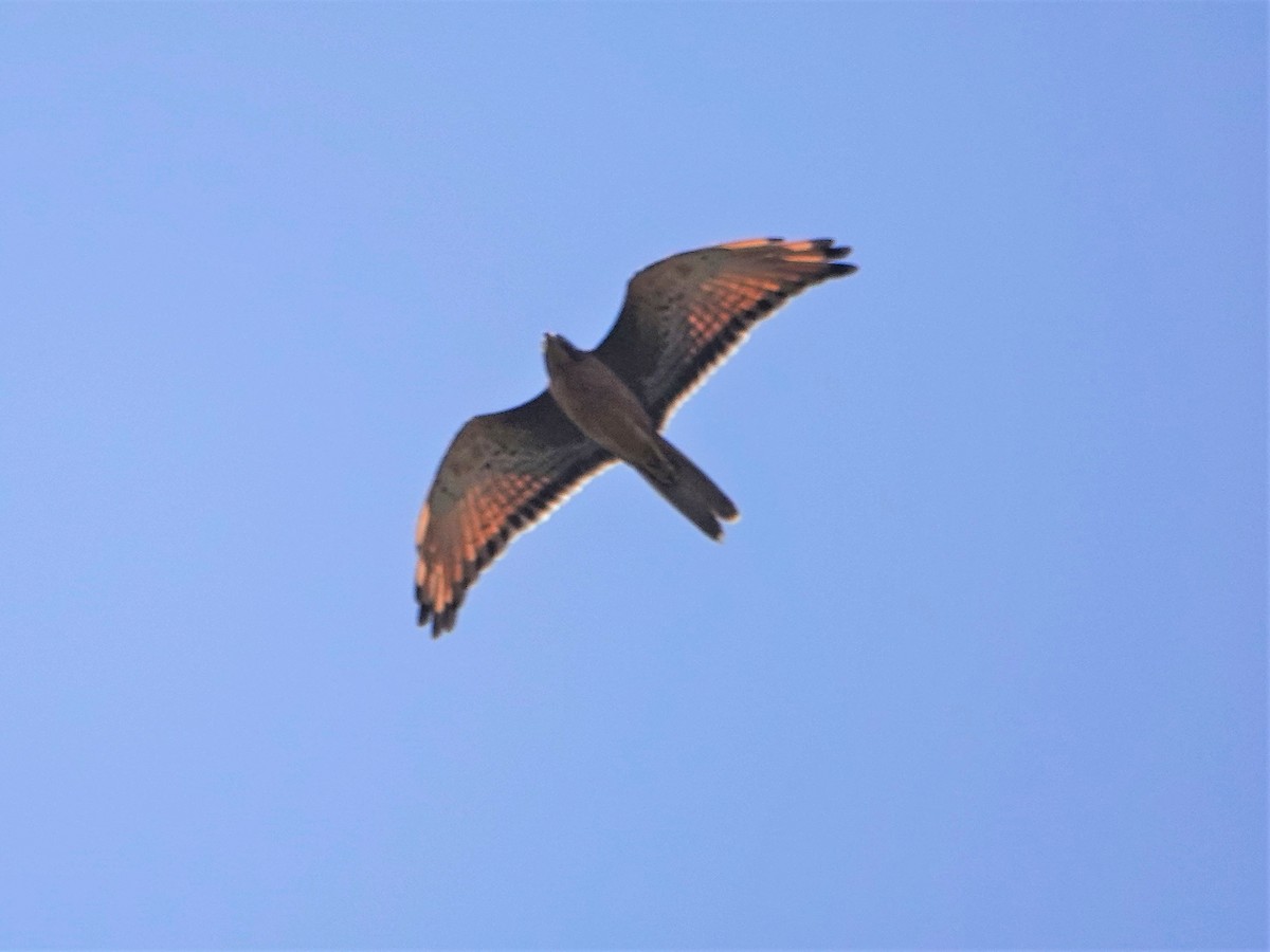 Grasshopper Buzzard - ML420836391