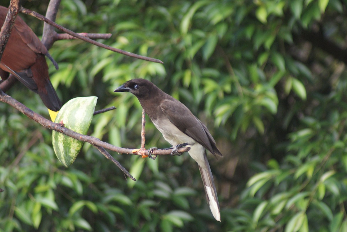 Brown Jay - ML42083761