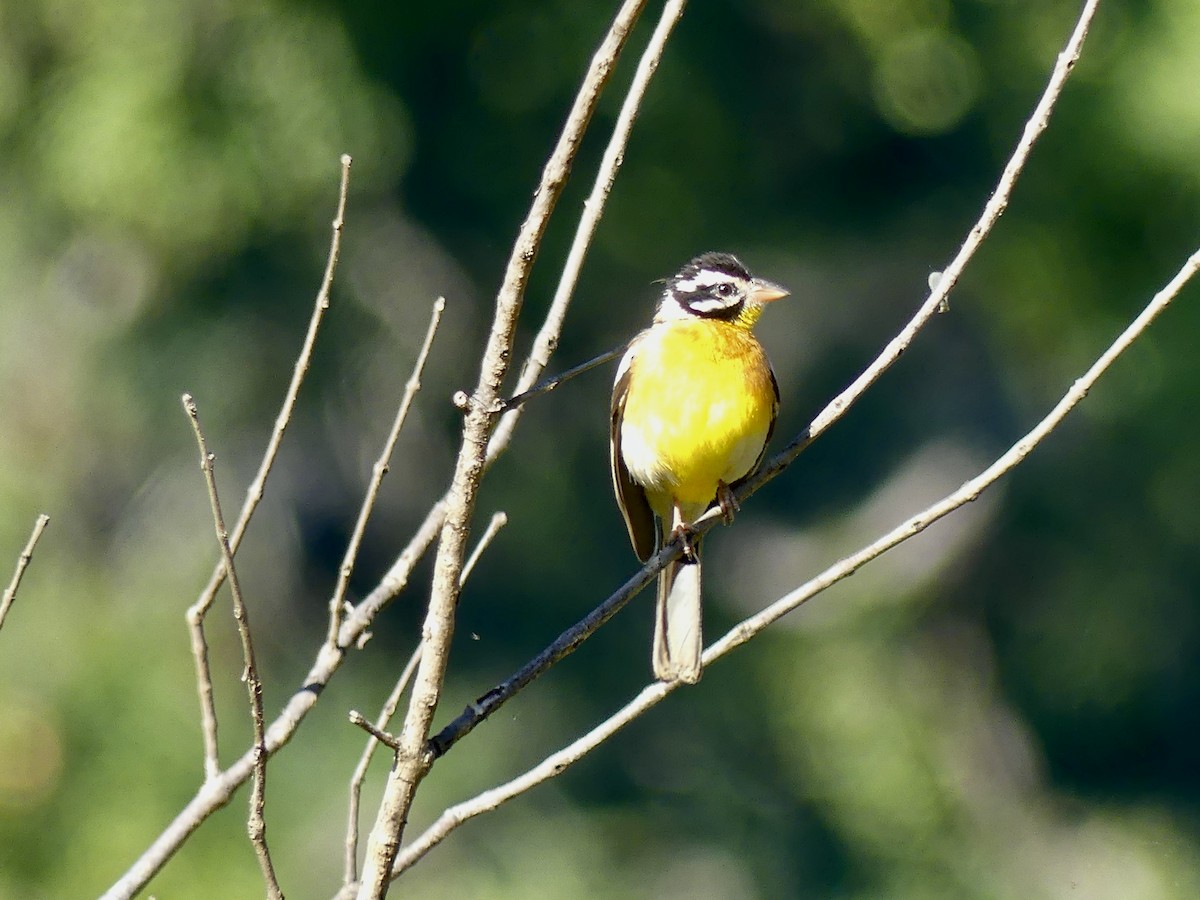 Golden-breasted Bunting - ML420839211