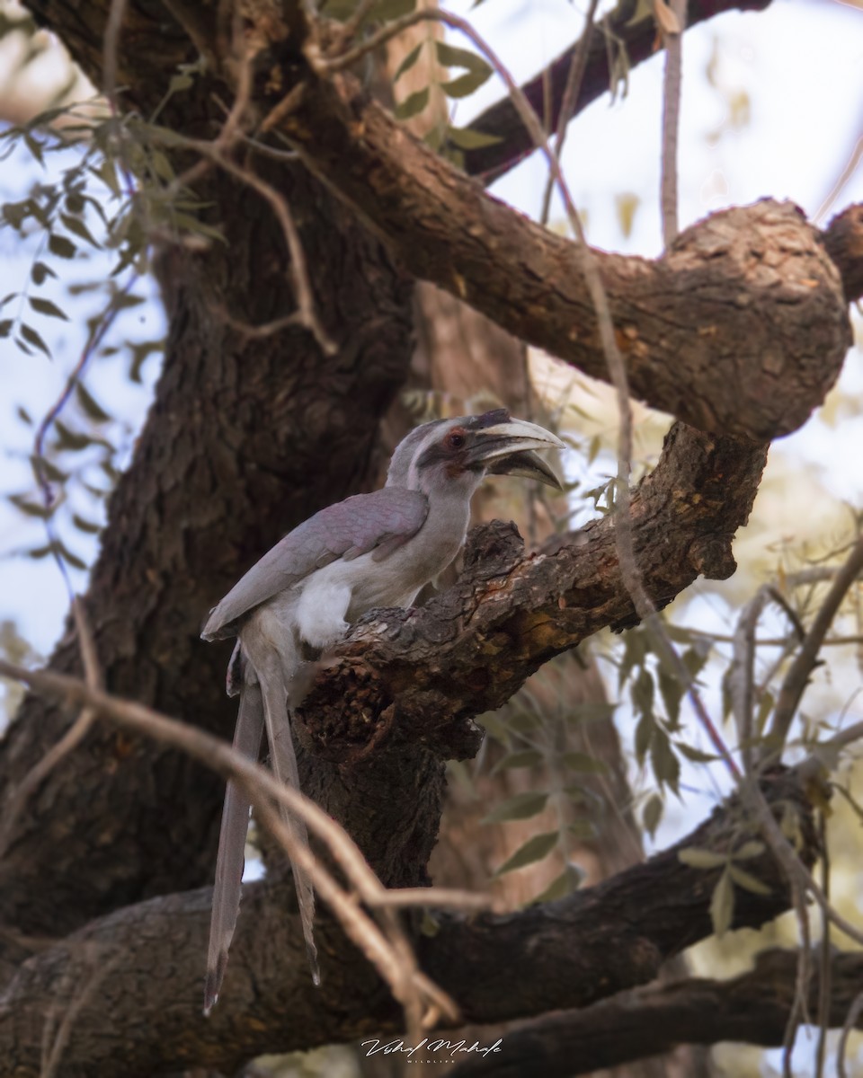 Indian Gray Hornbill - ML420839791