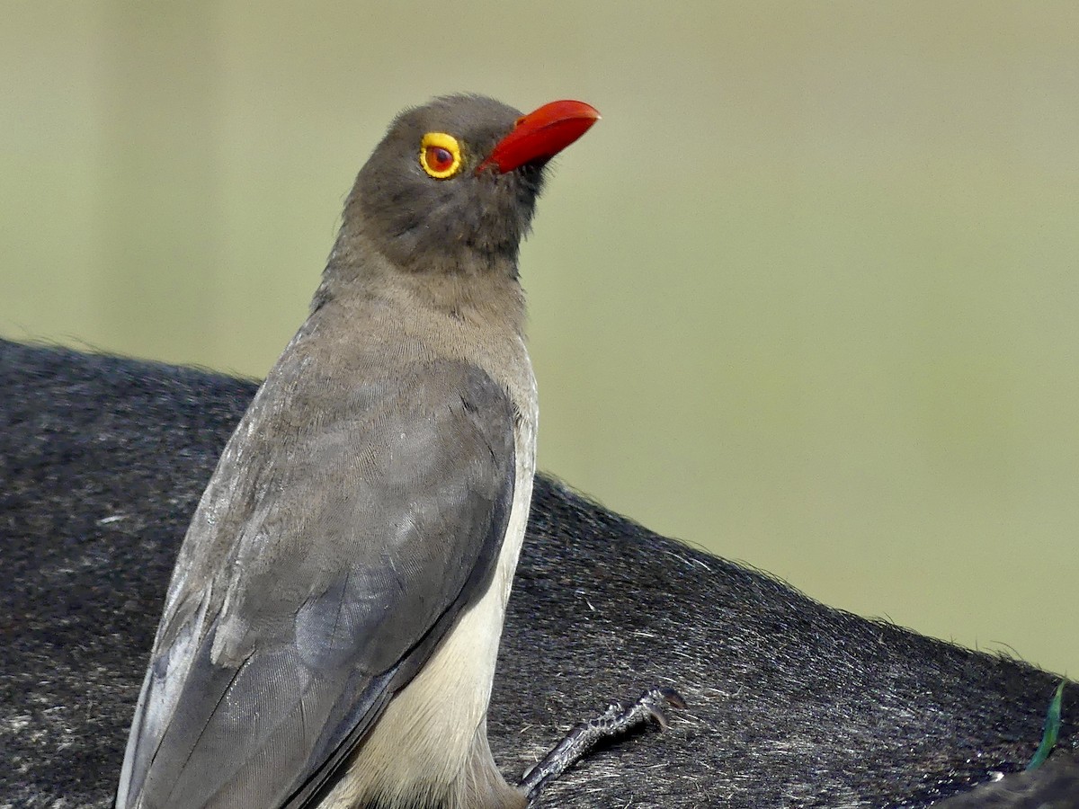 Red-billed Oxpecker - ML420840451