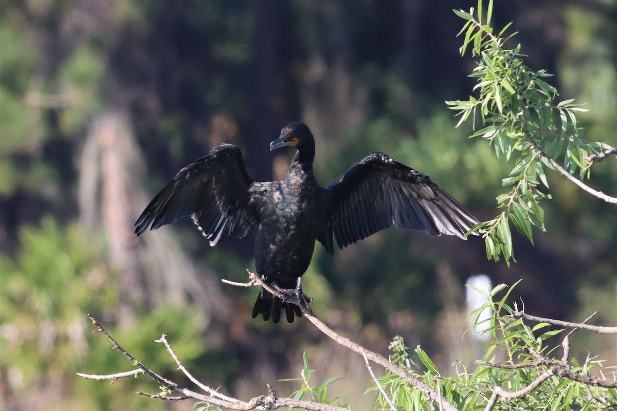 Double-crested Cormorant - Margaret Viens