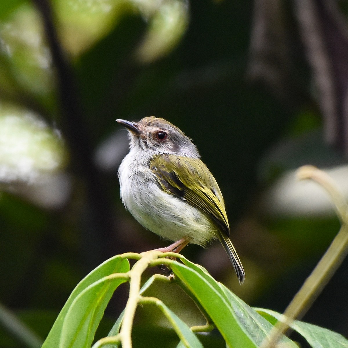 White-bellied Pygmy-Tyrant - Luis Panamá