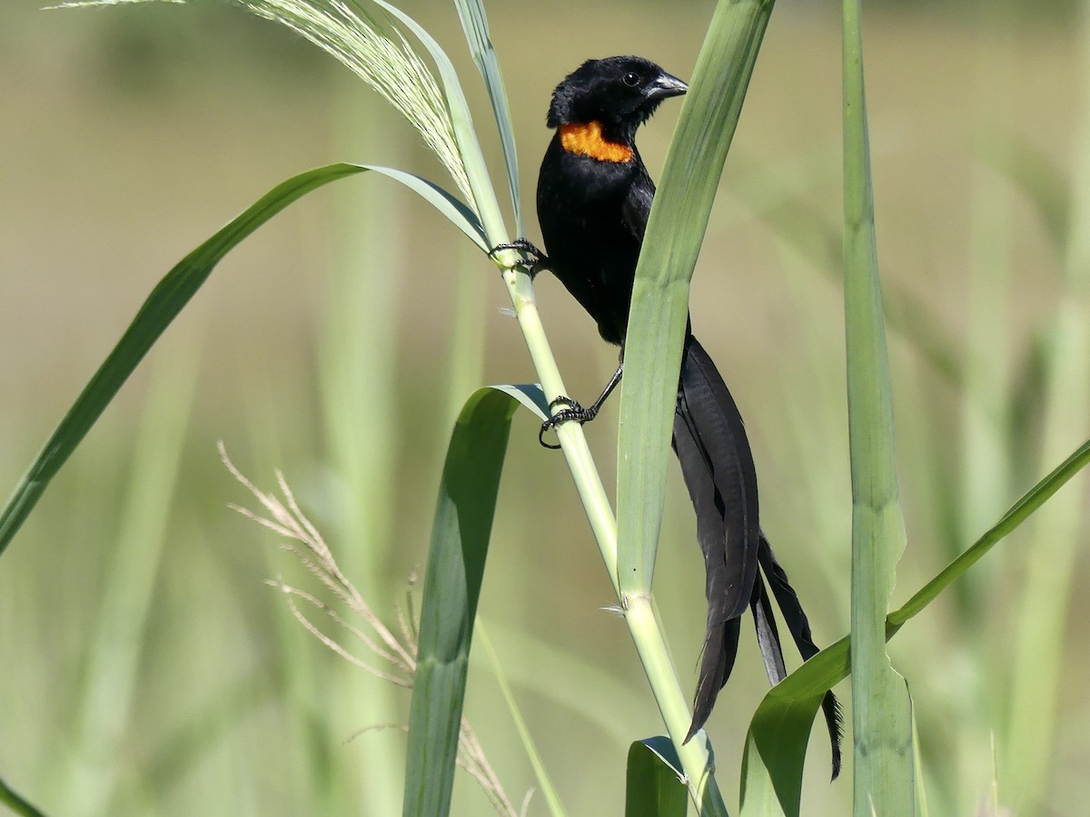 Red-collared Widowbird - ML420841421